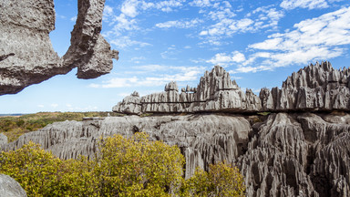 Ponure tajemnice fantastycznego Kamiennego Lasu na afrykańskiej wyspie