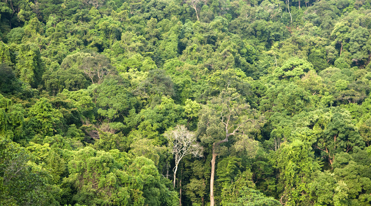 A trópusi erdők több szenet bocsátanak ki, mint az amerikai gépkocsipark /Illusztráció: Northfoto