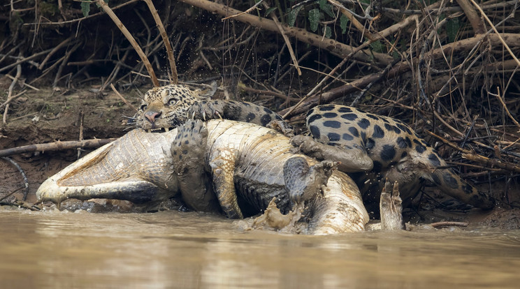 A jaguár húsz percig tusakodott a kajmánnal, mielőtt megölte és felfalta volna / Fotó: Getty Images