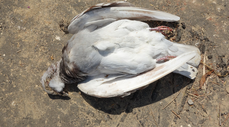 Döglött galambok akadályozták az orosházi kórház műtőseinek munkáját / Fotó: Shutterstock