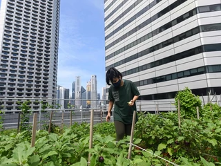 Ogród dachowy, Singapur, 7.09.2020