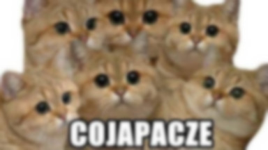 Dzień Kota 2020. Przedstawiamy najlepszy i najśmieszniejsze memy o kotach