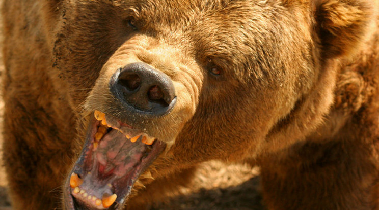 Medve támadás Oroszországban /Fotó: Northfoto