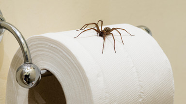 Jak pozbyć się pająków z domu? Oto szybki, tani i bardzo skuteczny sposób
