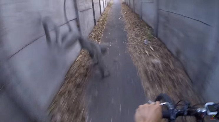 A furcsa lény egyenesen a bicikli elé ugrott, majd elrohant / Fotó: YouTube