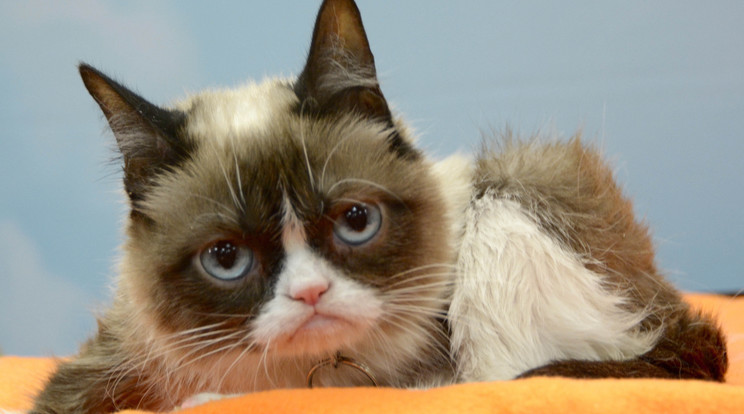 Meghalt Grumpy Cat, az internet leghíresebb macskája / Fotó: Northfoto