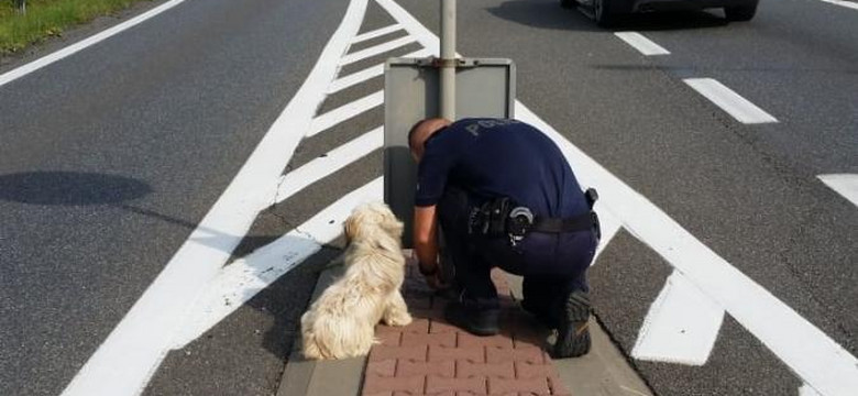 Uratowano małego psa porzuconego na środku drogi krajowej
