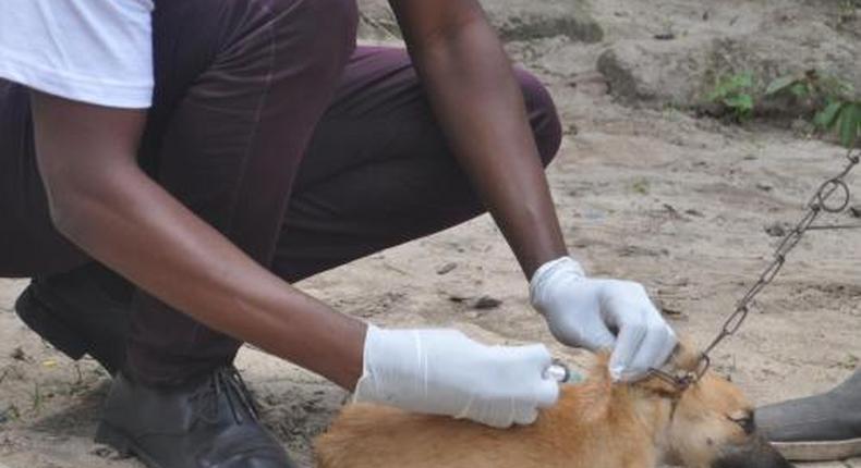 1,500 Nigerians die of rabies yearly - FAO. [dailynigerian]