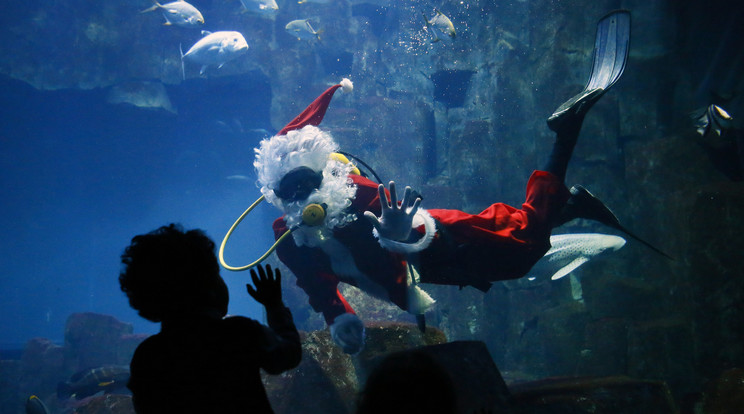 Az akvárium különlegességekkel készül a gyerekeknek /Foto: MTI