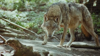 Lokalne władze ostrzegają przed wilkami w Wielkopolsce. Leśnicy uspokajają