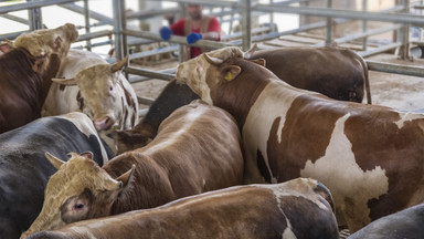 Zwierzęta hodowlane zjadają tony antybiotyków. Ich ilość ciągle rośnie