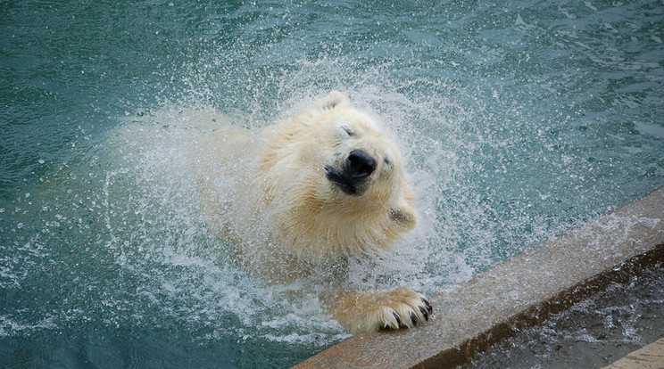 A mackó élvezettel
pancsolt privát medencéjében /Fotó: Nyíregyházi Állatkert