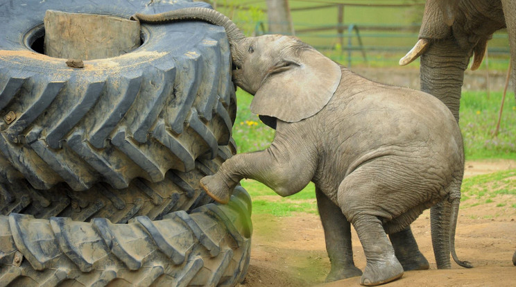 Kitó fél éves kora ellenére már úgy viselkedik, mint egy domináns elefántbika /Fotó: Sóstó Zoo
