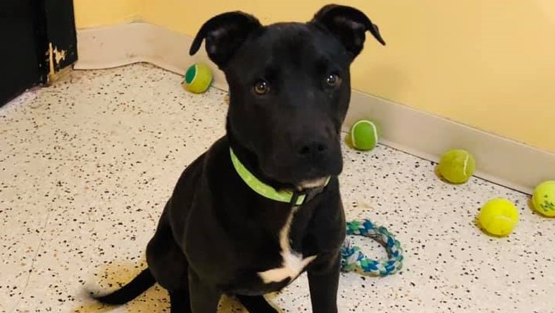 A fiatal ebet helyhiÃ¡ny miatt el akartÃ¡k altatni, de Rudolphnak âkutyaâ baja sem lett, azÃ³ta mÃ¡r gazdÃ¡ja is lett /FotÃ³: Facebook