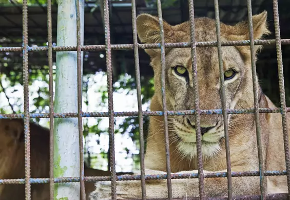 Pracownicy zoo w Charkowie zostali, by opiekować się zwierzętami. Po miesiącu odkryto ich ciała