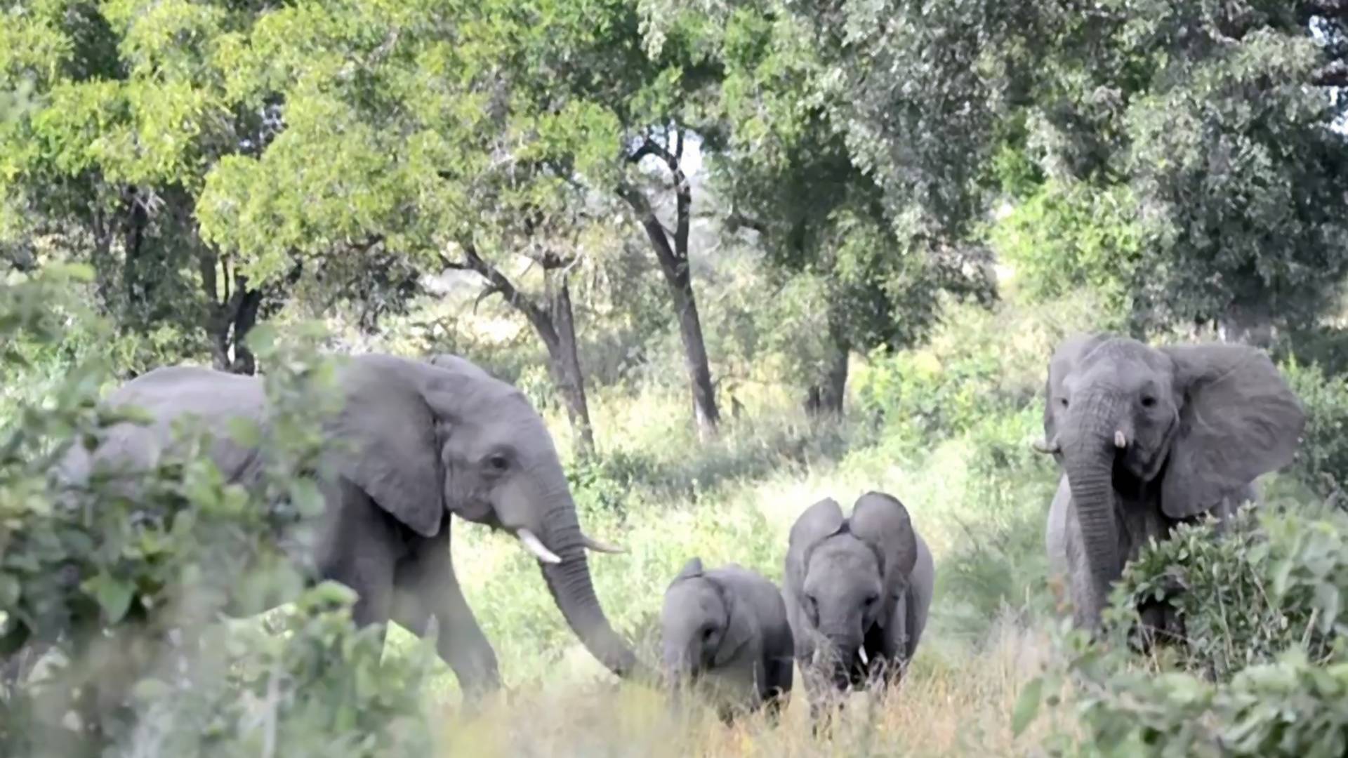 Slonovi oduševljeno potrčali da pozdrave mladunče koje je stiglo u Nacionalni park