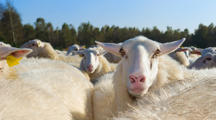 A juhok egyszerre csak egy réten legelnek, mégis igen sokrétűek:) / Fotó: Northfoto