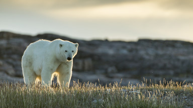 Naukowcy alarmują: niedźwiedzie polarne w niebezpieczeństwie
