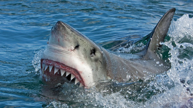 Dramatyczny atak rekina w Egipcie. Drapieżnik odgryzł kobiecie rękę. To nie pierwszy taki wypadek