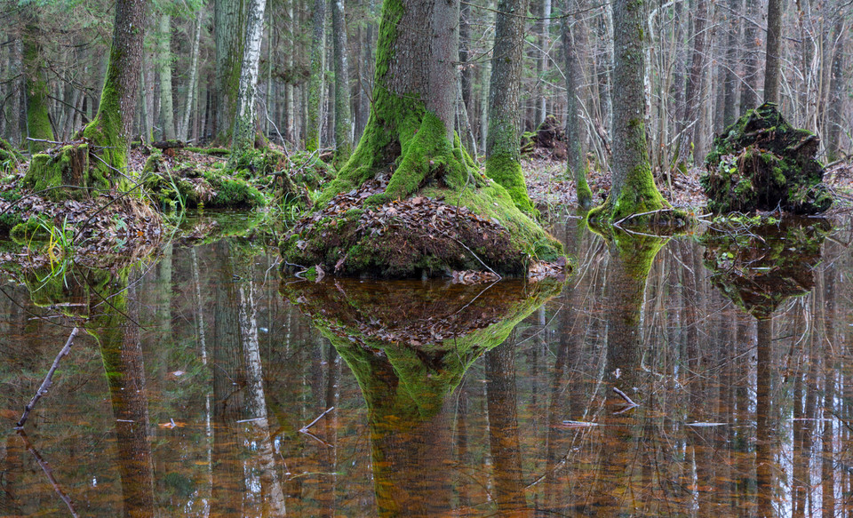 Puszcza Białowieska