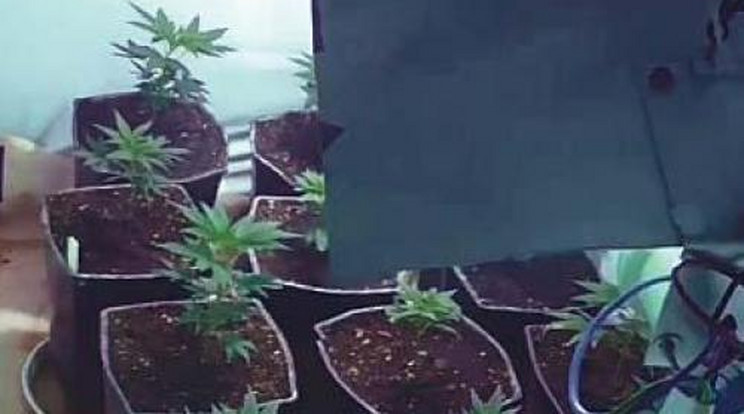 Profi marihuána ültetvényt találtak Zuglóban - videó!