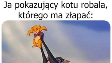 Memy na Dzień Kota, czyli dzień święty święcić. Wybraliśmy najlepsze!