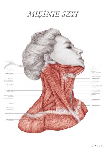 Meble i wyposażenie gabinetów medycznych - Marta Pawelec - ilustrator medyczny Plakat anatomiczny - Mięśnie szyi 11-0021 - grafika 1