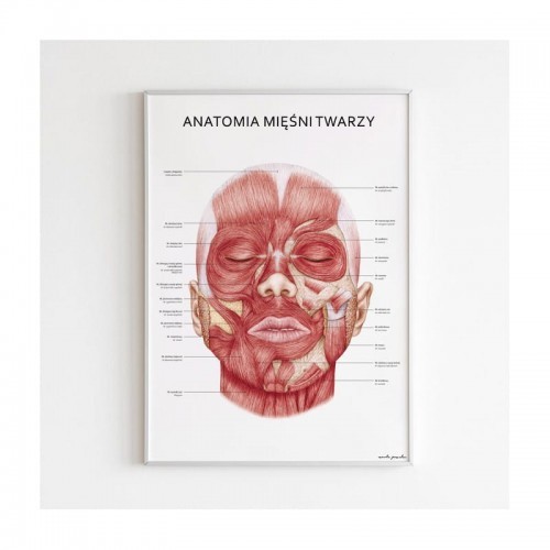 Meble i wyposażenie gabinetów medycznych - Marta Pawelec - ilustrator medyczny Plakat anatomiczny - MIĘŚNIE TWARZY 11-0014 - grafika 1