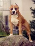 American Staffordshire Terrier- Amstaff