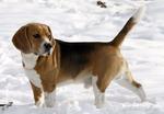 beagle 