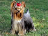 Yorkshire terrier 