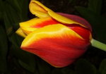 Tulipany ;*