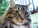 maine coon