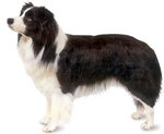 Border Collie 