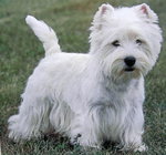 west highland white terrier