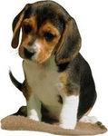 3.beagle