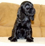 Cocker spaniel angielski > 333 ♥♥♥