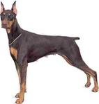 Doberman