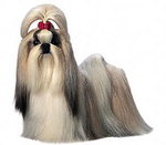 Shih-Tzu