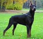 Doberman