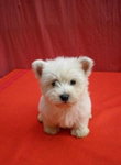 West Highland White Terrier