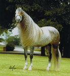 Koń Andaluzyjski