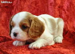 cavalier king charles spaniel