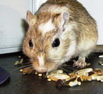 Golden agouti sp