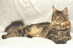 maine coon 