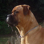 Bullmastiff 