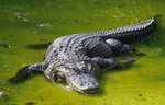 Aligator Amerykański 