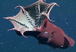 Vampyroteuthis infernalis Vampire squid