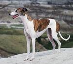 greyhound