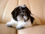 shih-tzu